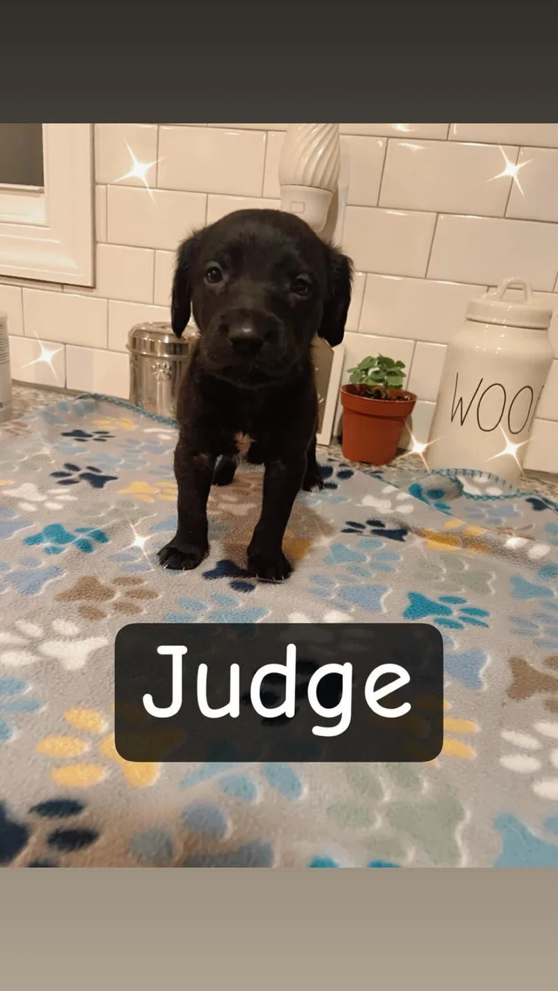 Judge