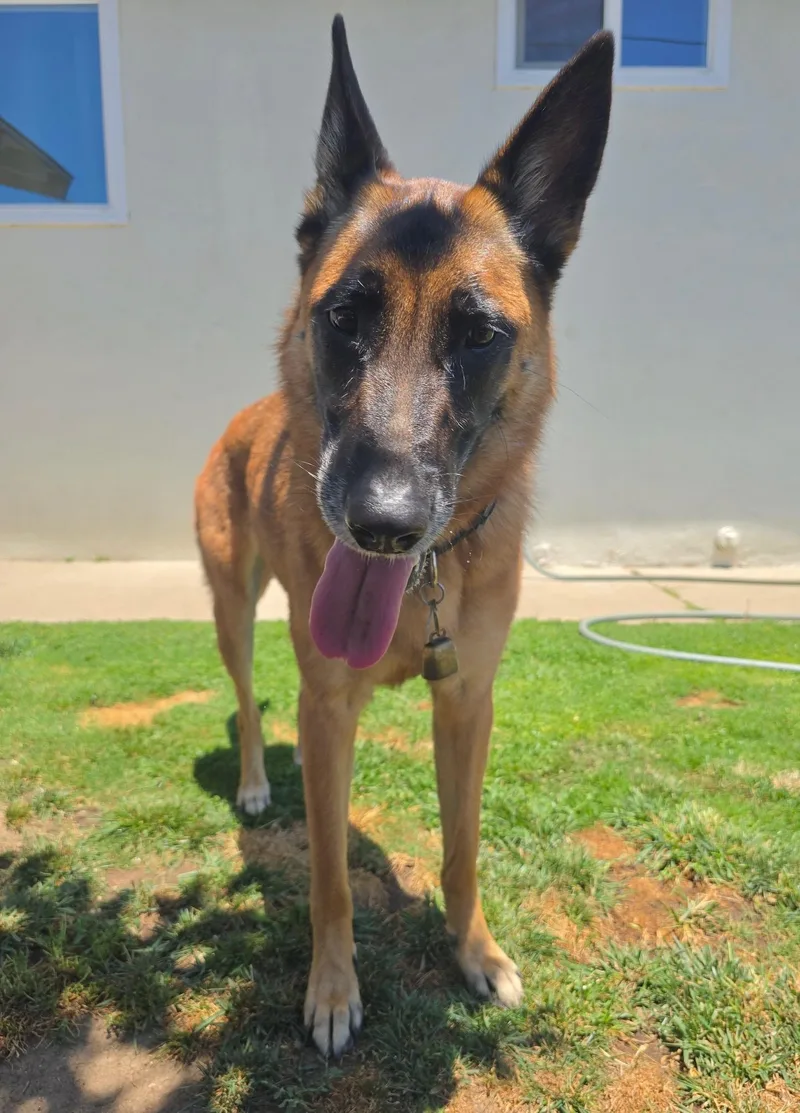 A young large-sized female Belgian Shepherd / Malinois dog named Mia for adoption in santa monica, CA