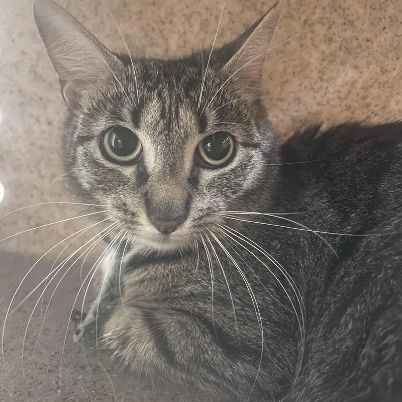 An adult medium-sized female Gray / Blue / Silver Domestic Short Hair cat named Larry for adoption in Philadelphia, PA