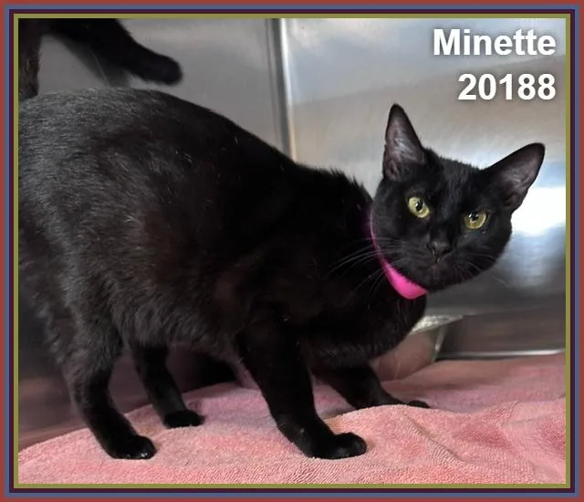 An adult medium-sized female Black Domestic Short Hair cat named Minette for adoption in Marietta, GA