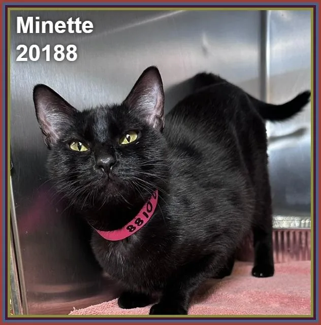 Minette thumbnail 2