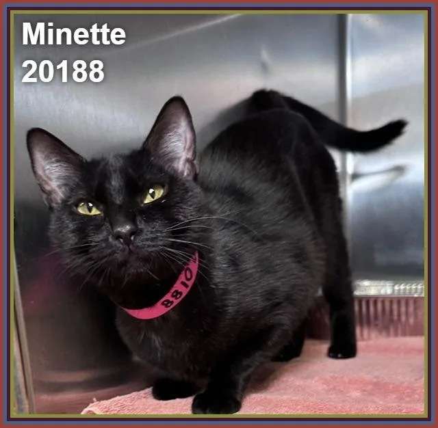 Minette thumbnail 4