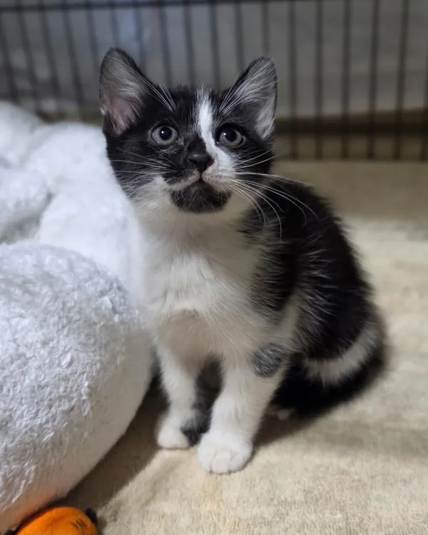 A baby small-sized female Domestic Short Hair cat named Buttercup for adoption in Novato, CA