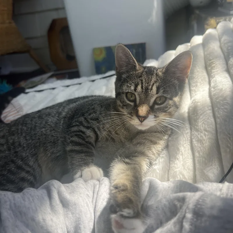 A baby medium-sized female Tabby (Brown / Chocolate) Domestic Short Hair cat named Fig  bonded with for adoption in Rochester, NY