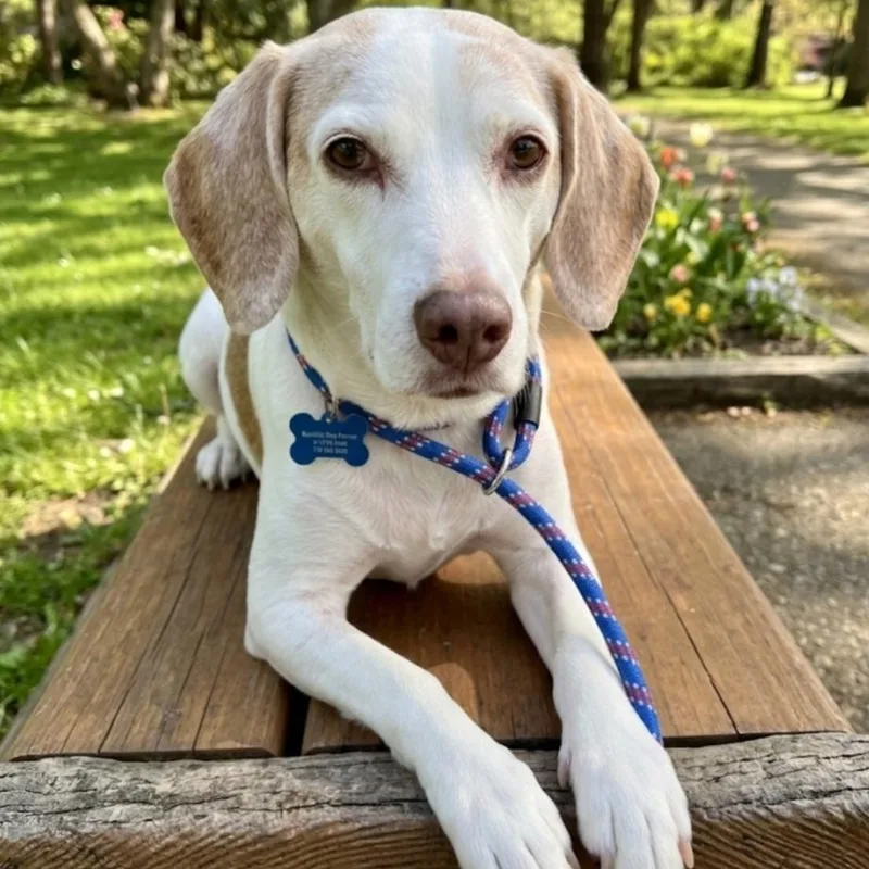 Copper Brown thumbnail 2