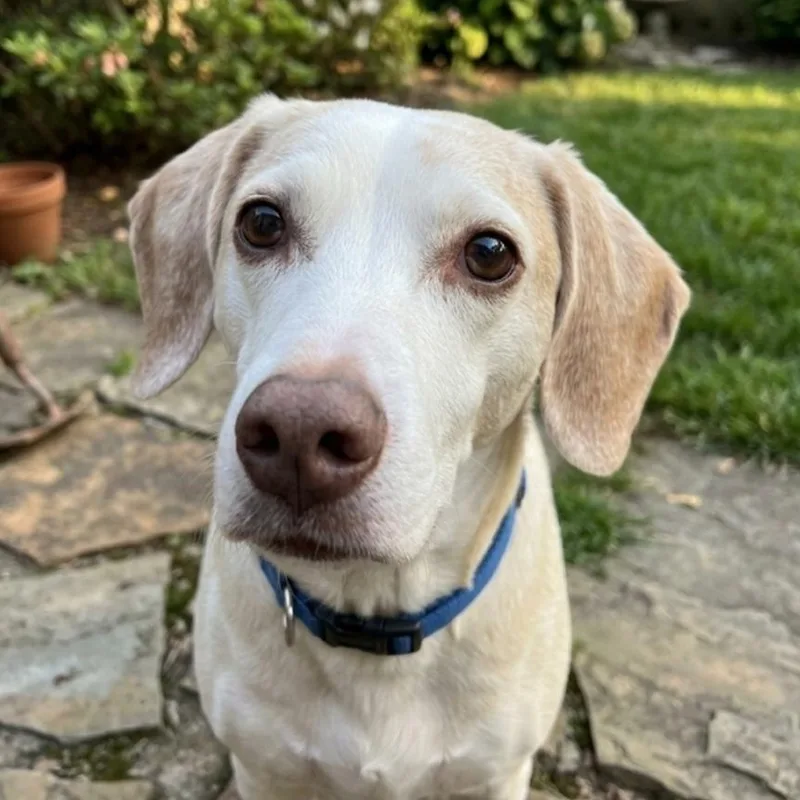 Copper Brown thumbnail 3