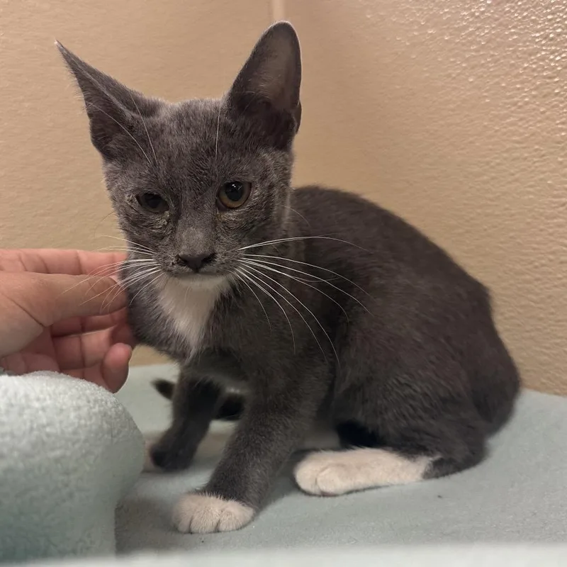 A baby small-sized male Gray / Blue / Silver Domestic Short Hair cat named Clifford for adoption in Santa Barbara, CA