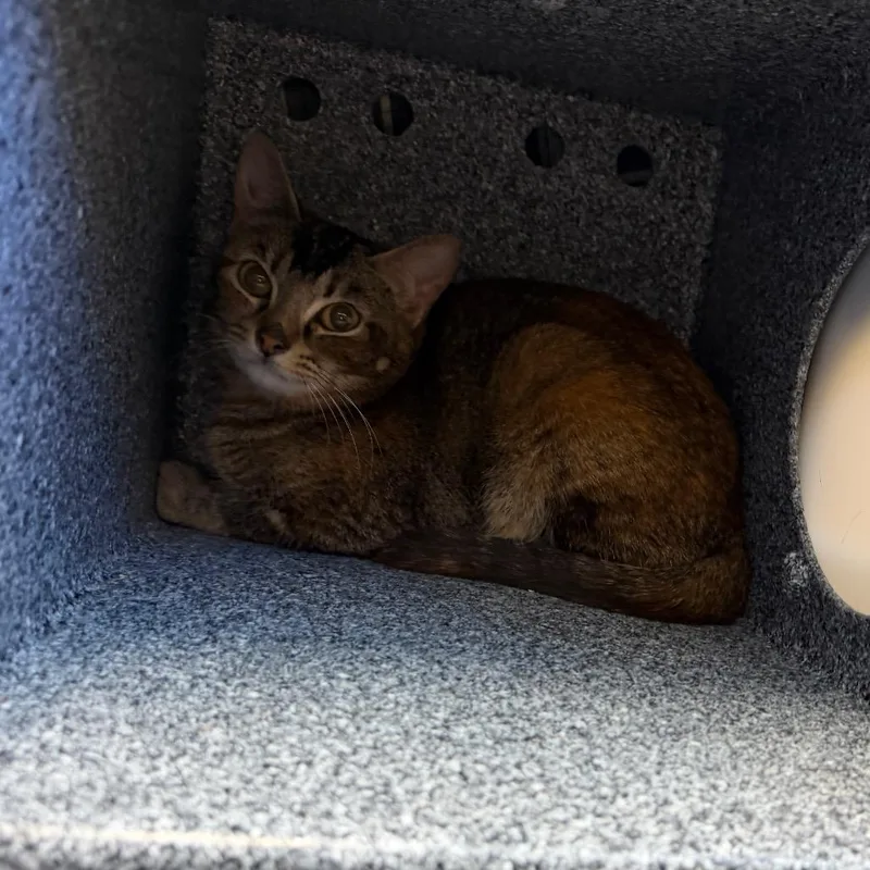 A young medium-sized female Black Domestic Short Hair cat named Dubois for adoption in Birdsboro, PA