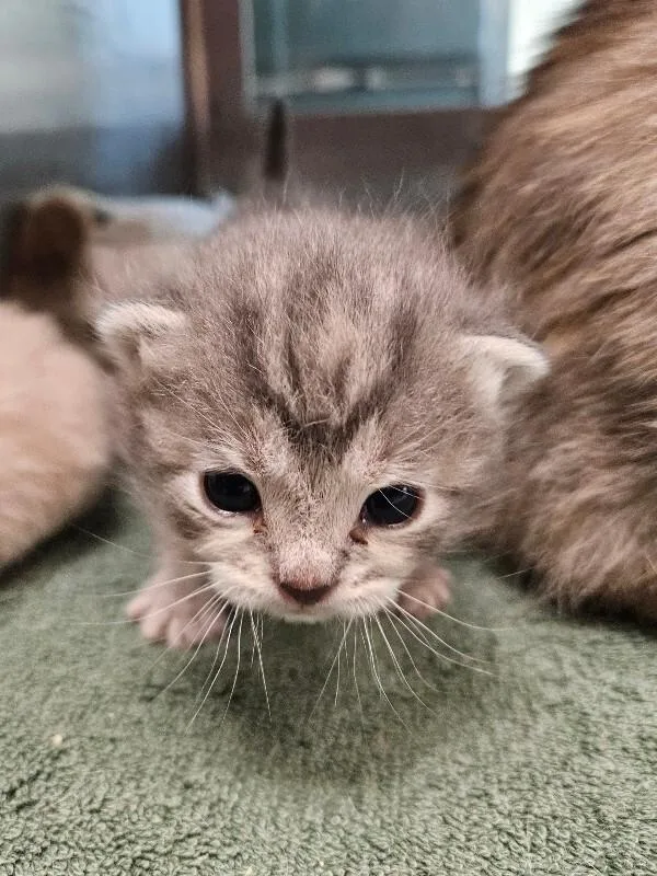A young medium-sized female Gray / Blue / Silver Domestic Short Hair cat named Lizzie for adoption in Disputanta, VA