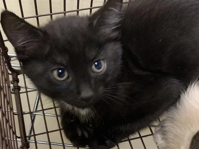 A baby medium-sized male Domestic Short Hair cat named Nyx for adoption in Sacramento, CA