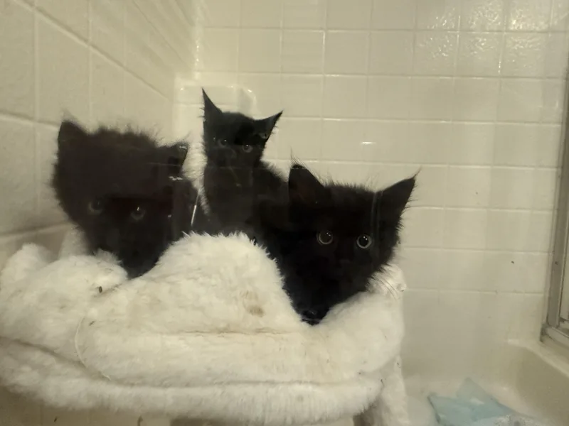 A baby medium-sized female Black Domestic Long Hair cat named Wander  Wishes  for adoption in Oceanside, CA
