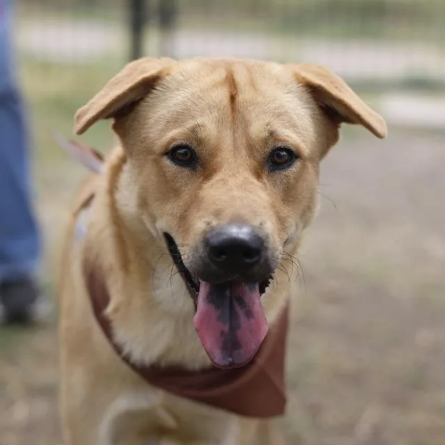An adult medium-sized male Labrador Retriever dog named Marcus for adoption in San Antonio, TX