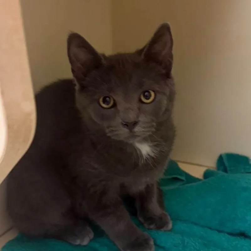 A baby small-sized female Gray / Blue / Silver Domestic Short Hair cat named Lilo for adoption in Waynesboro, PA