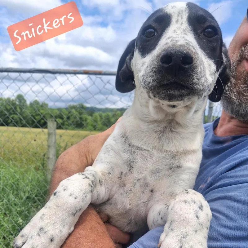 Snickers