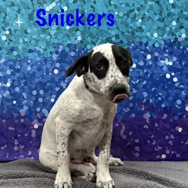 Snickers thumbnail 2