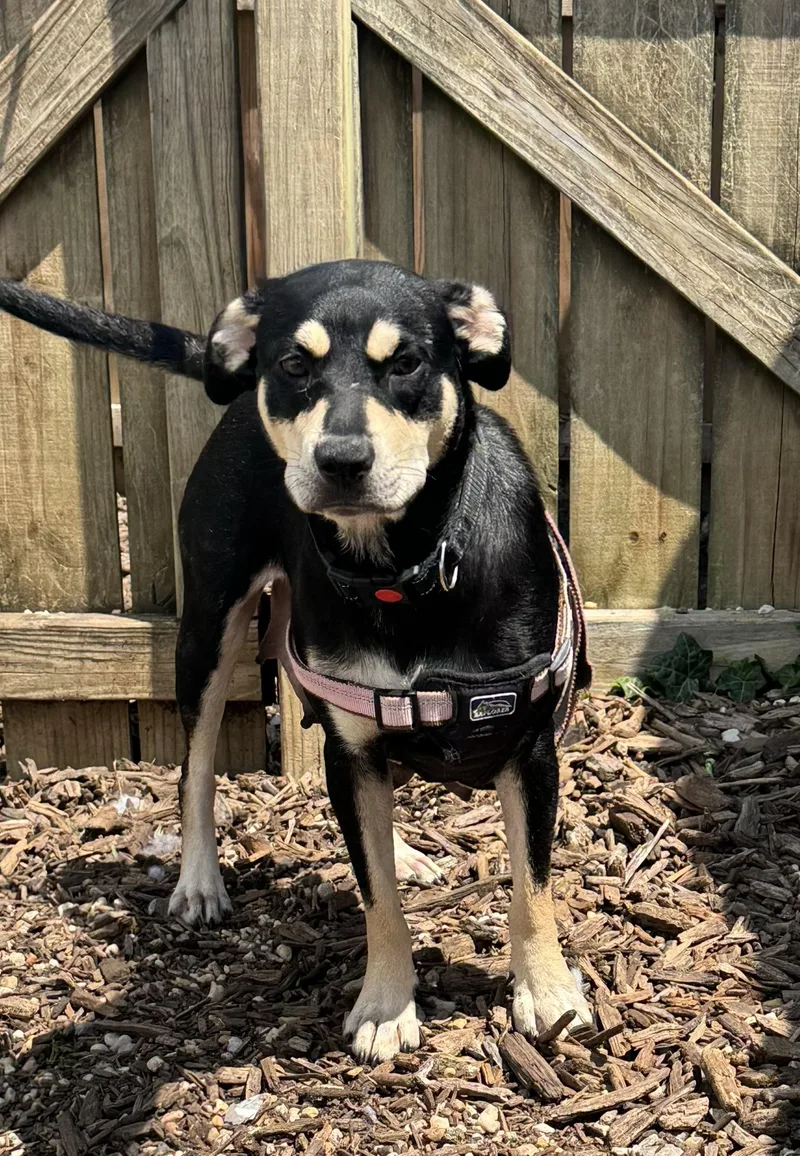 An adult medium-sized female Mixed Breed dog named Gertrude for adoption in Ellicott City, MD