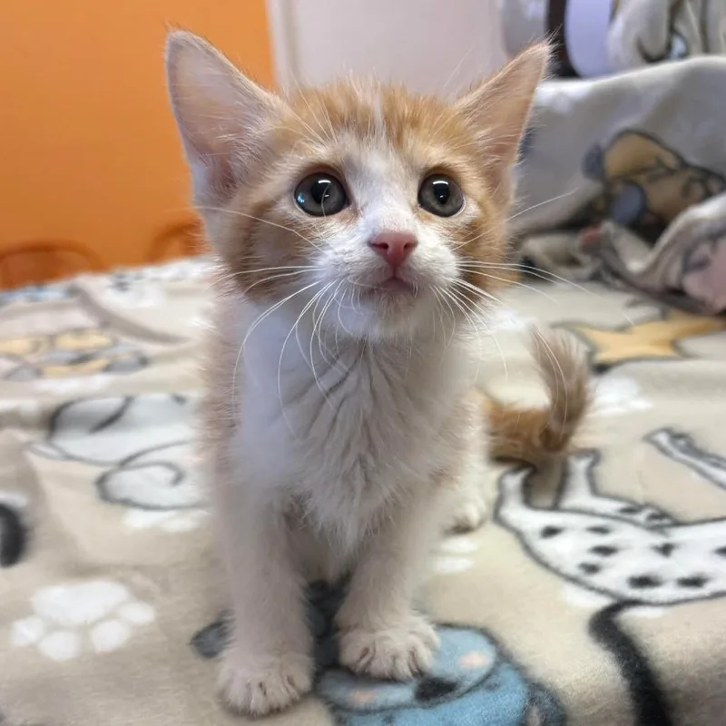A baby medium-sized male Orange & White Domestic Short Hair cat named Julius for adoption in Joshua Tree, CA