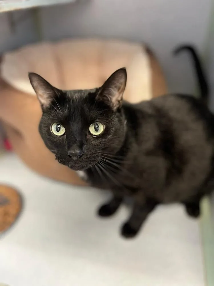 An adult medium-sized female Black Domestic Short Hair cat named Molly for adoption in Papillion, NE