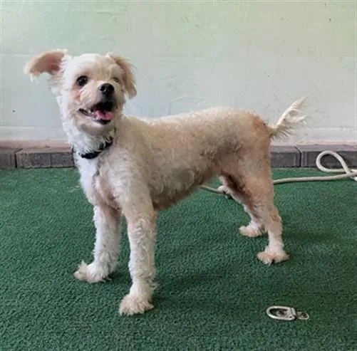 A senior medium-sized female Maltese dog named Cholula for adoption in Baldwin Park, CA