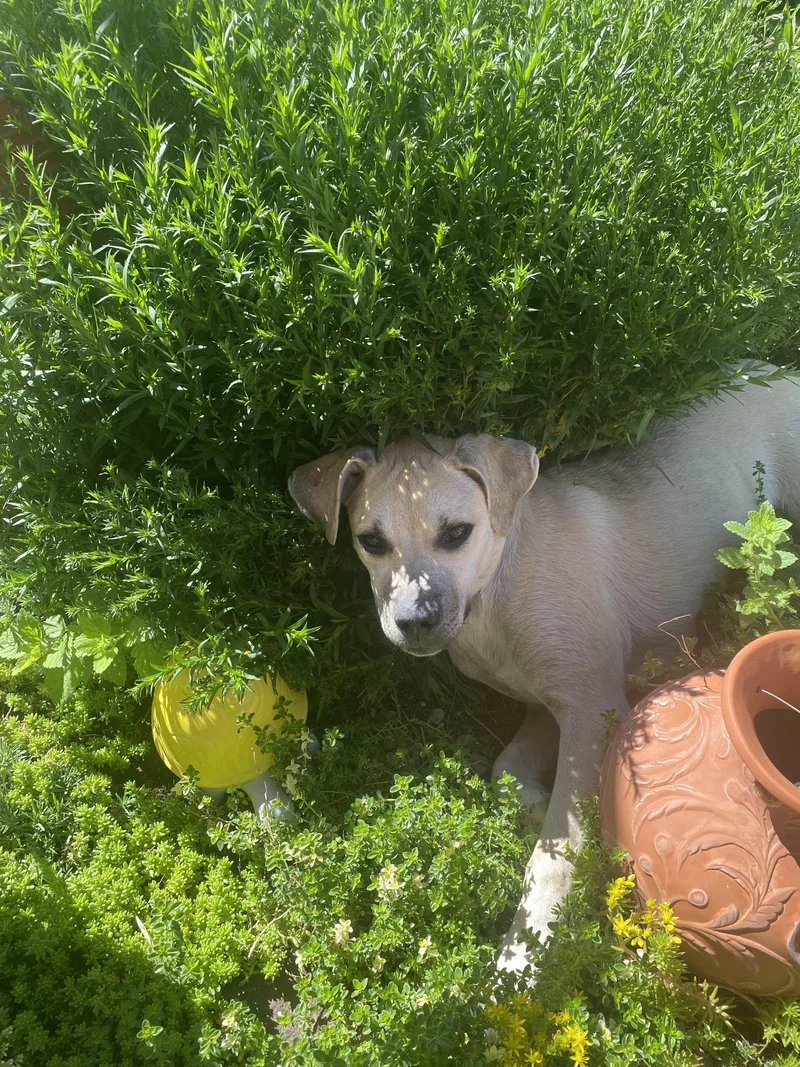 Lyla
