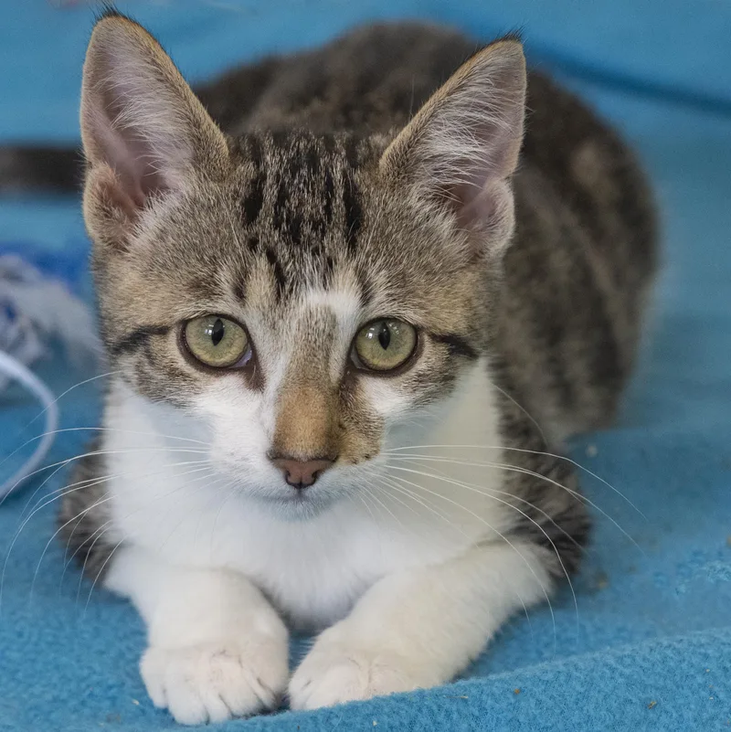 A baby medium-sized female Tabby (Brown / Chocolate) Domestic Short Hair cat named Fern for adoption in Pontiac, MI