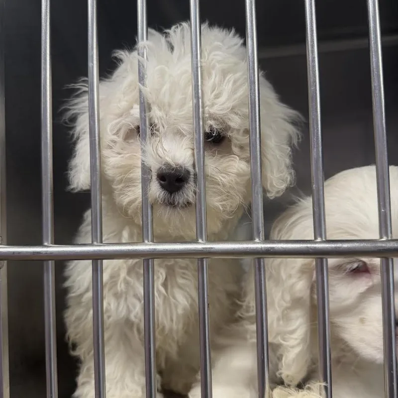A baby small-sized female White / Cream Bichon Frise dog named Sue for adoption in Northbrook, IL