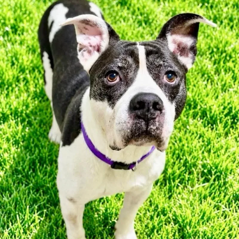 An adult large-sized male American Bully dog named Moe for adoption in Battle Creek, MI