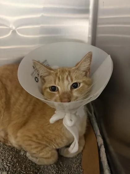 An adult small-sized male Domestic Short Hair cat named Bobbi for adoption in North Miami Beach, FL