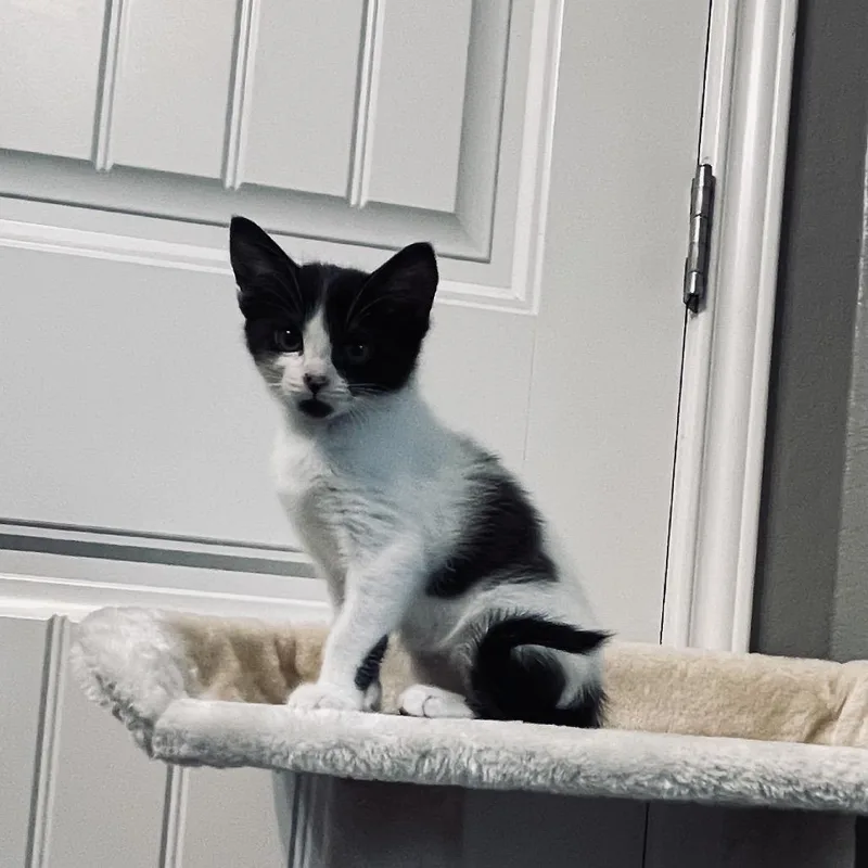 A baby small-sized male Black Domestic Short Hair cat named Cookies And Cream for adoption in San Antonio, TX