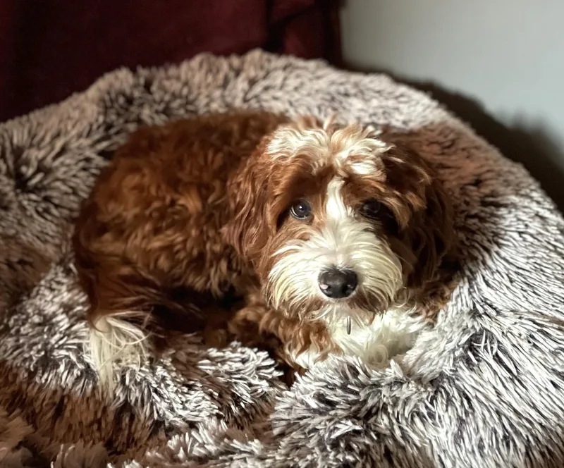 A young medium-sized male Red / Chestnut / Orange Aussiedoodle dog named Charlie for adoption in lynnwood , WA
