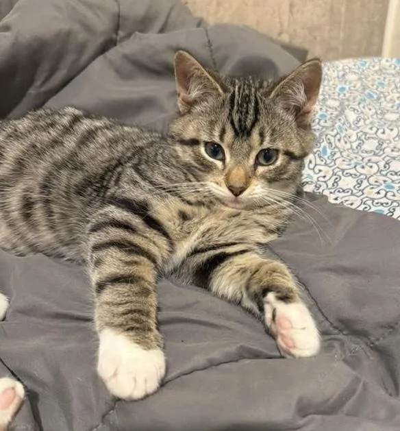 A baby medium-sized male Tabby (Tiger Striped) Domestic Short Hair cat named Salem for adoption in Breinigsville, PA