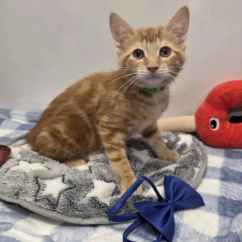 A baby small-sized male Orange / Red Domestic Short Hair cat named Carter for adoption in Fort Wayne, IN