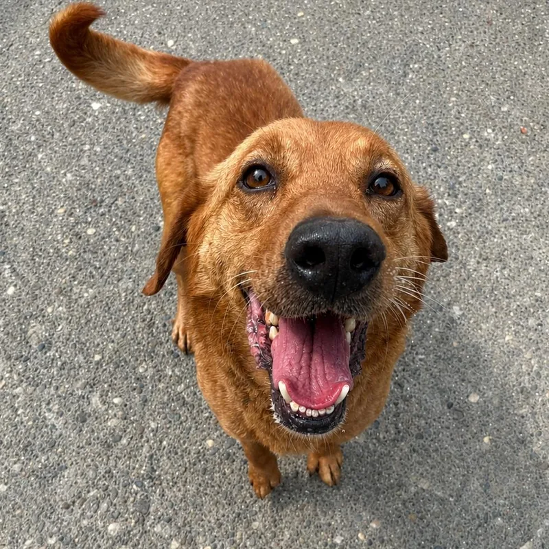 An adult medium-sized male Brown / Chocolate Mixed Breed dog named Tadpole for adoption in Charleston, WV