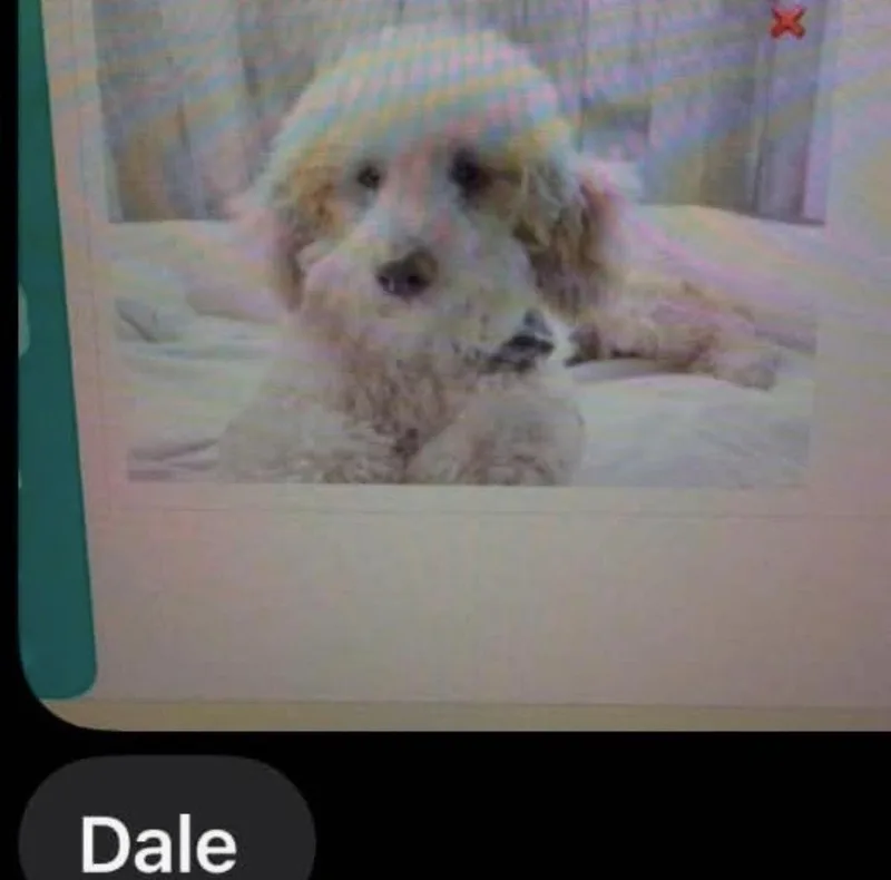 A young small-sized male Poodle dog named Dale for adoption in Washington, DC