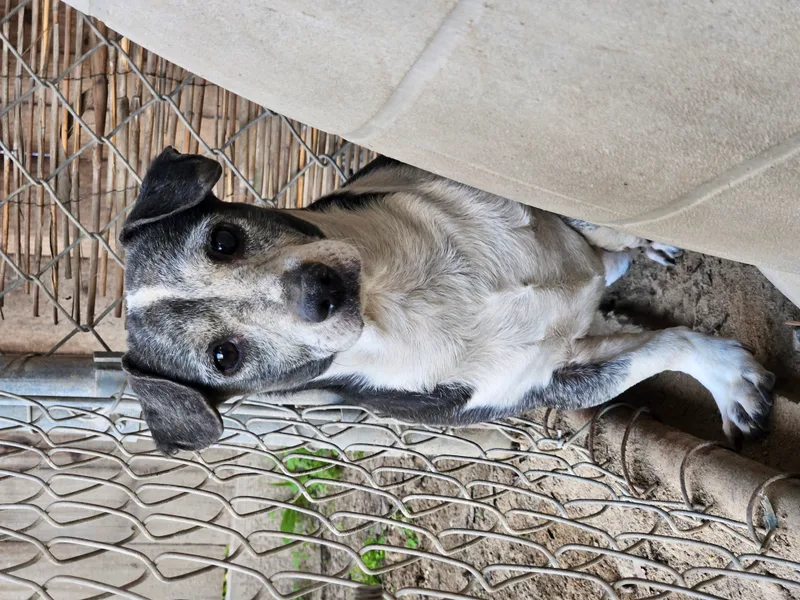 Harvey Feral thumbnail 3