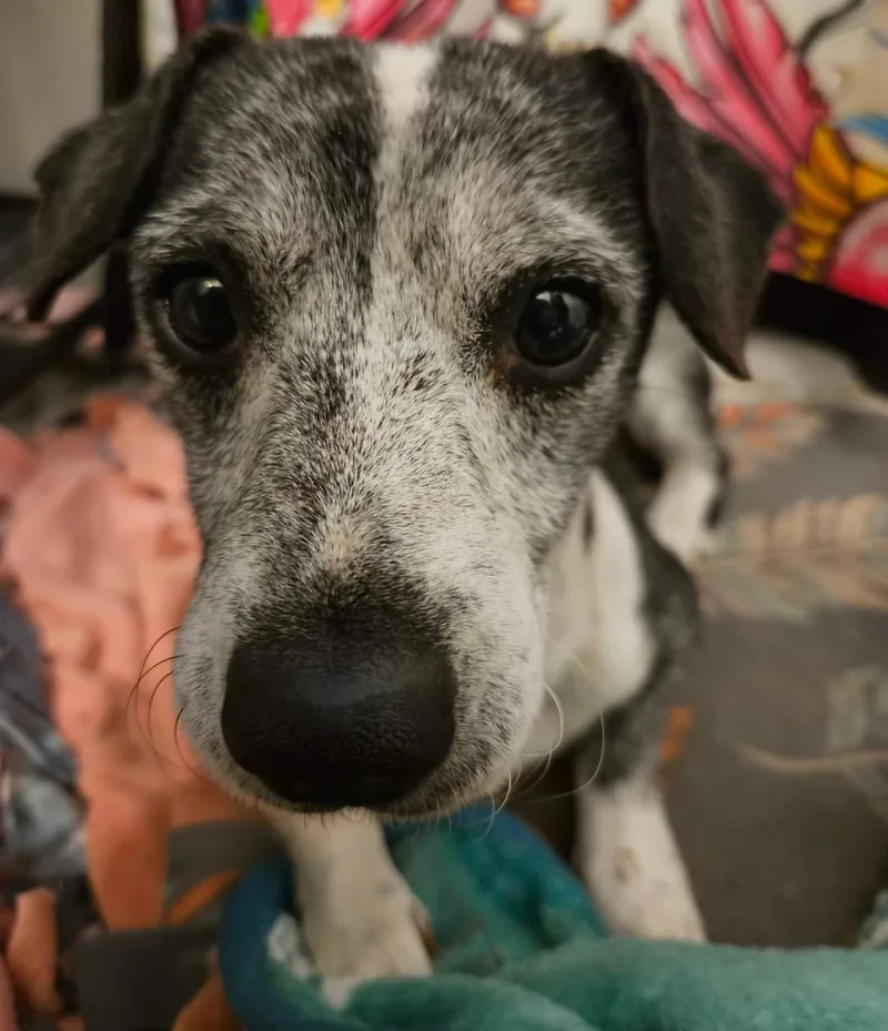 Harvey Feral thumbnail 4