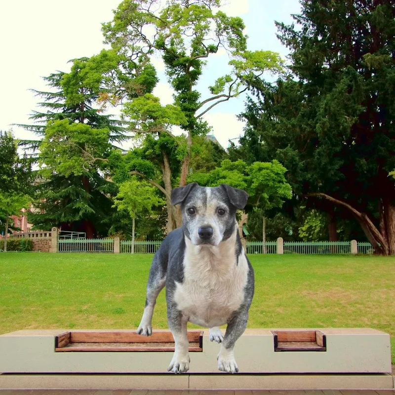 Harvey Feral thumbnail 5