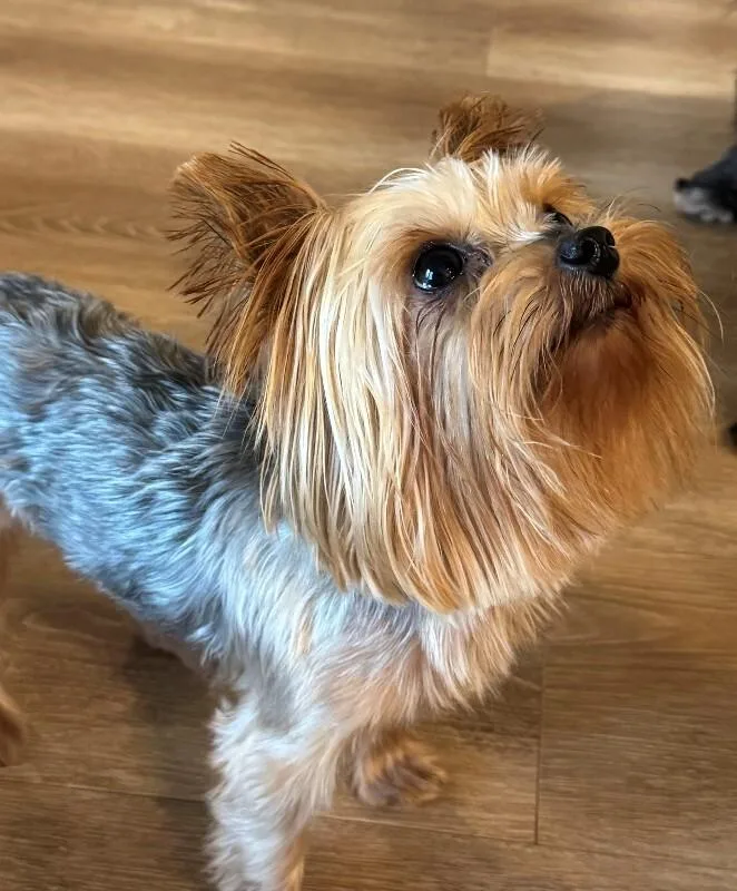 A young small-sized male Yorkshire Terrier dog named Stitch for adoption in Windsor, CO