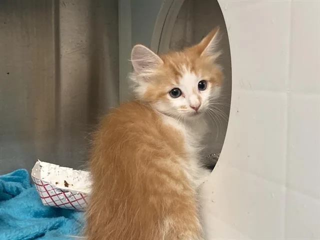 A baby small-sized male Domestic Medium Hair cat named Puff for adoption in Tustin, CA