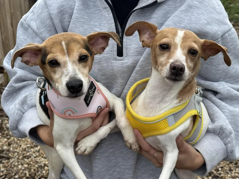 An adult small-sized male Terrier dog named Old Pro. Bonded to for adoption in Ellicott City, MD