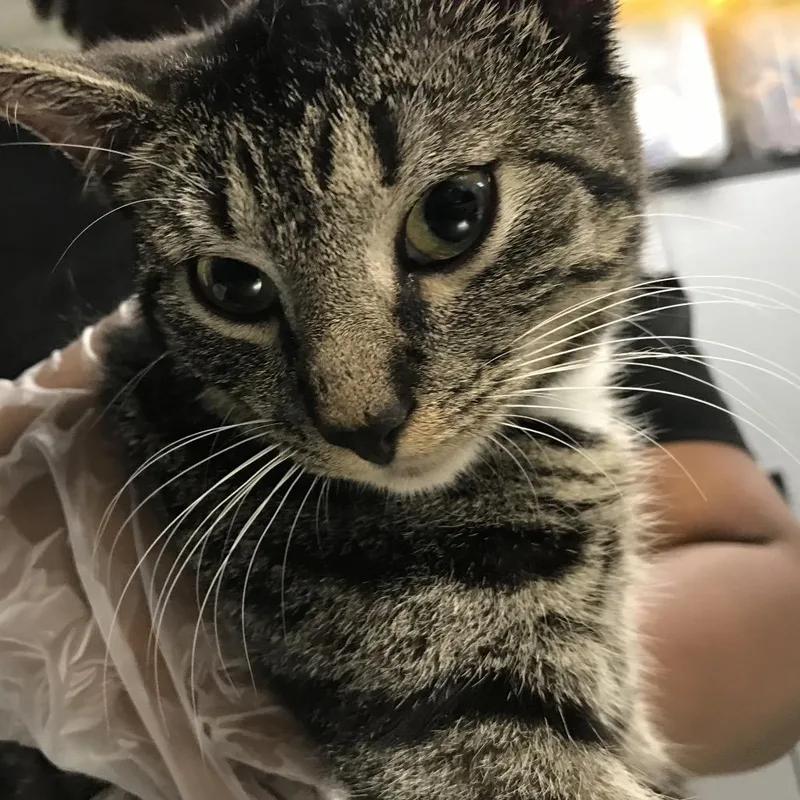 A young medium-sized female Brown / Chocolate Domestic Short Hair cat named Sardine for adoption in Newark, NJ