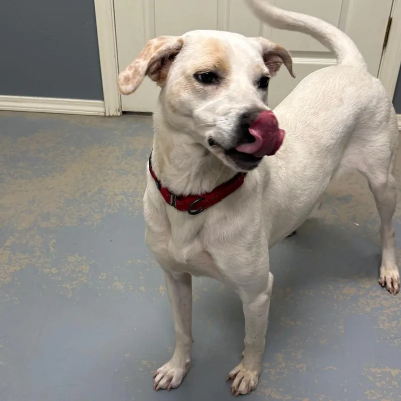 An adult medium-sized female White / Cream Labrador Retriever dog named Pheobe Ix for adoption in Little Rock, AR