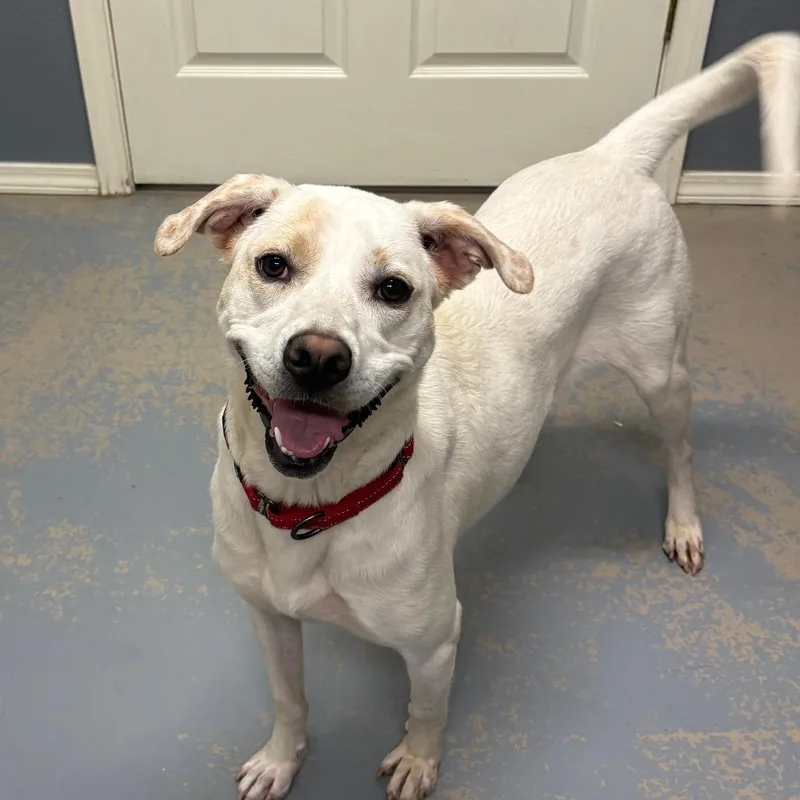 Pheobe Ix thumbnail 2