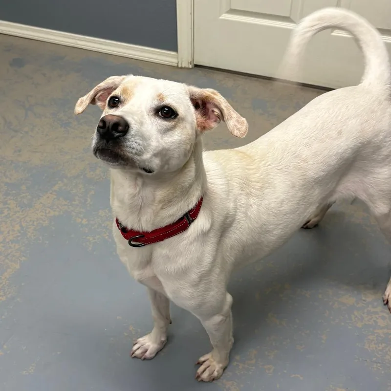 Pheobe Ix thumbnail 4