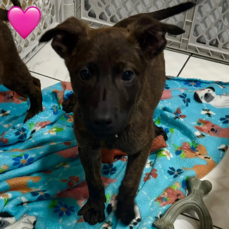 A baby small-sized female Brown / Chocolate German Shepherd Dog dog named Oksana for adoption in Ray, MI