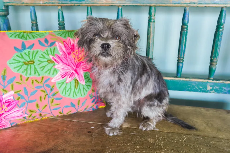 An adult small-sized female Brown / Chocolate Yorkshire Terrier dog named Raven for adoption in San Antonio, TX