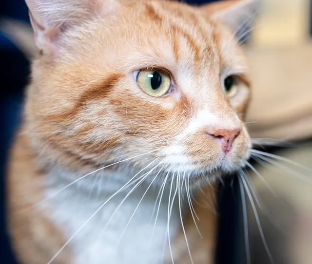 An adult medium-sized male Domestic Short Hair cat named Pumpkin for adoption in Boston, MA