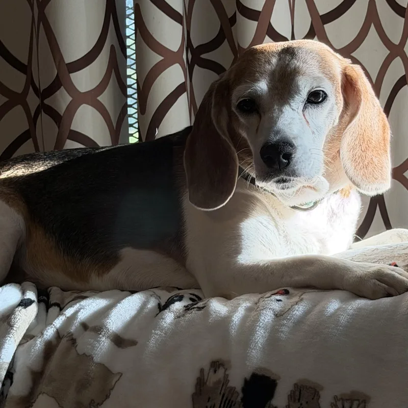 Millie thumbnail 3