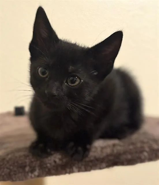 A baby small-sized male Domestic Short Hair cat named Goblin for adoption in Sacramento, CA