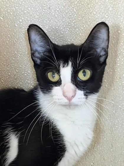An adult small-sized female Domestic Short Hair cat named Ladle for adoption in Honolulu, HI